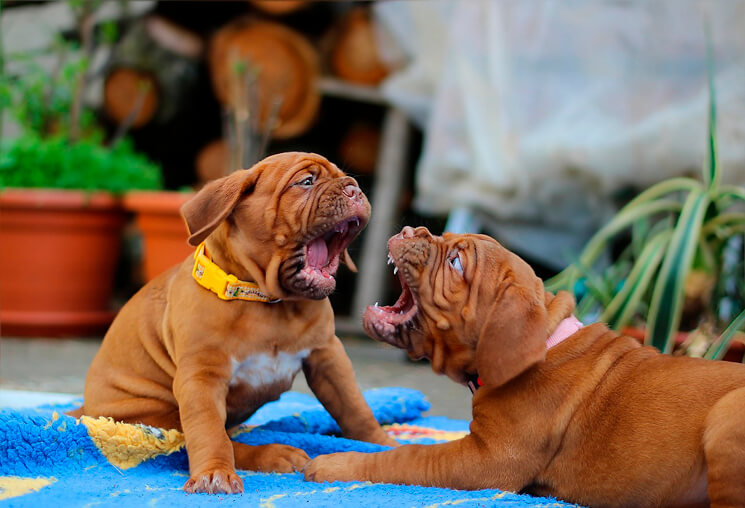 Romper contrato de arras